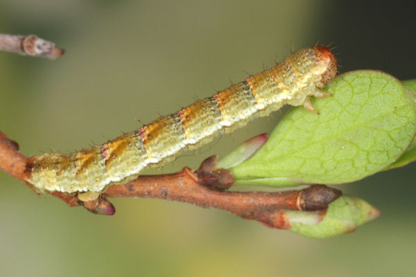 Entephria caesiata: Bild 21