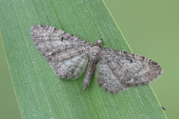 Eupithecia subfuscata: Bild 18