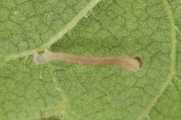 Eupithecia egenaria: Bild 9