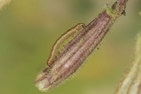 Eupithecia schiefereri: Bild 26