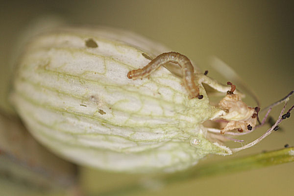 Eupithecia schiefereri: Bild 27