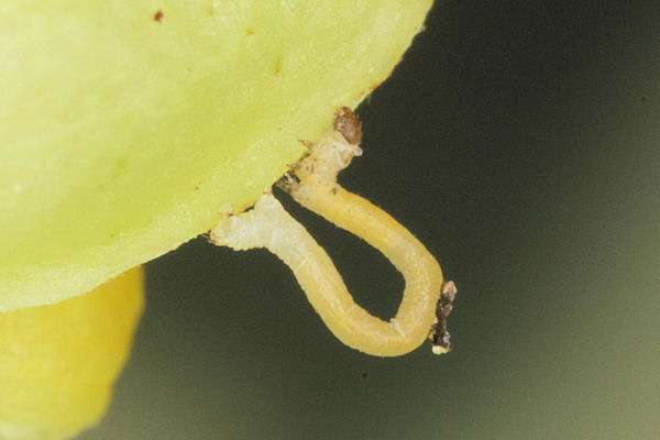 Eupithecia egenaria: Bild 11