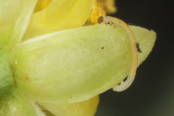 Eupithecia egenaria: Bild 12