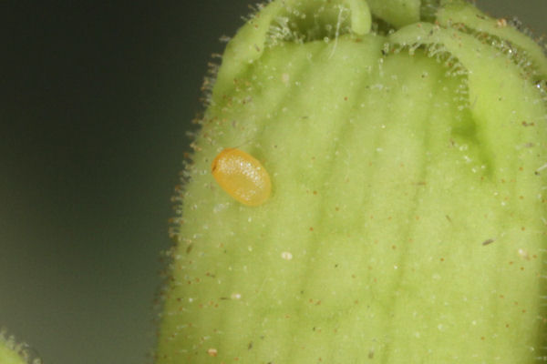 Eupithecia pyreneata: Bild 14