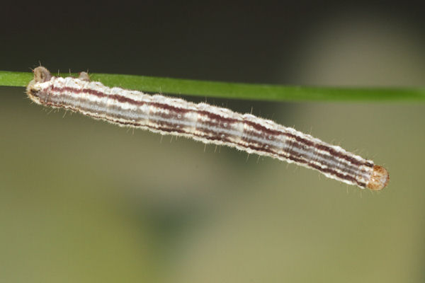 Eupithecia schiefereri: Bild 52