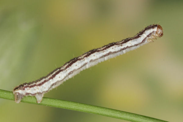 Eupithecia schiefereri: Bild 40