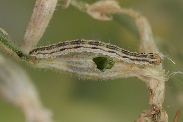 Eupithecia schiefereri: Bild 35