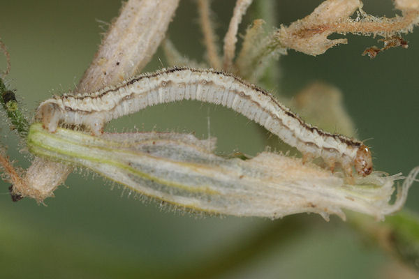 Eupithecia schiefereri: Bild 36