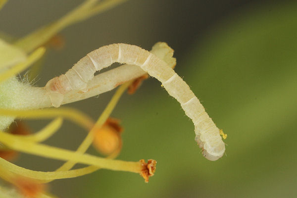 Eupithecia egenaria: Bild 18