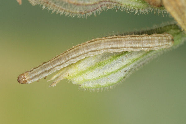 Eupithecia schiefereri: Bild 38