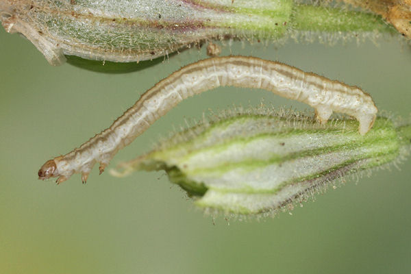 Eupithecia schiefereri: Bild 39