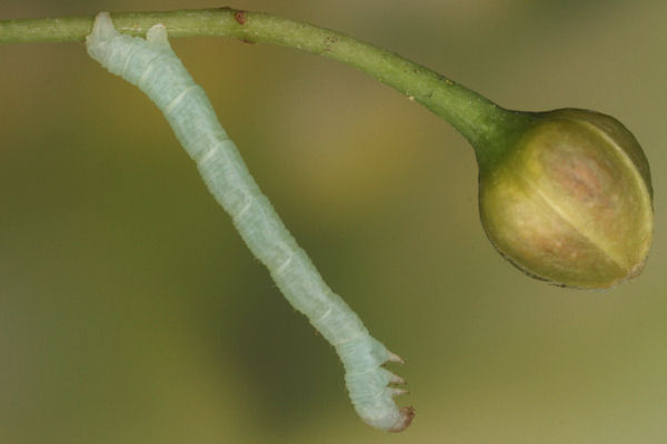 Eupithecia egenaria: Bild 20