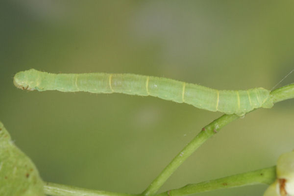 Eupithecia egenaria: Bild 27
