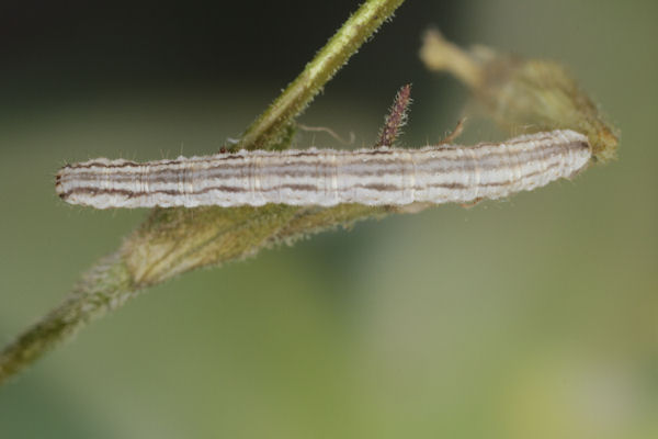 Eupithecia schiefereri: Bild 47