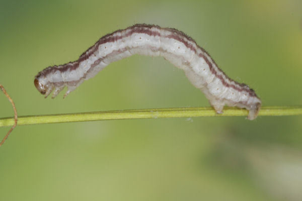 Eupithecia schiefereri: Bild 50