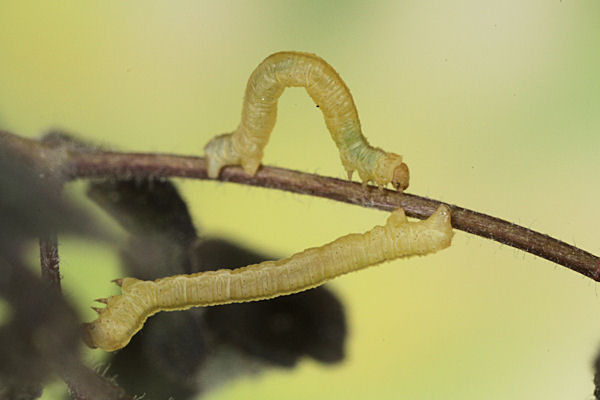 Eupithecia thalictrata: Bild 35