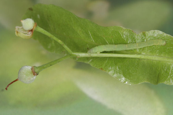 Eupithecia egenaria: Bild 25