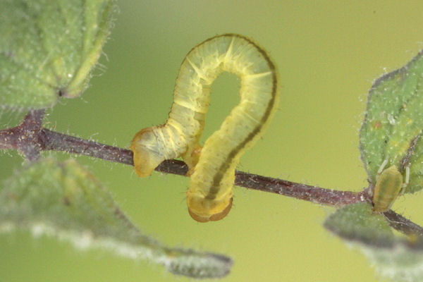 Eupithecia thalictrata: Bild 37
