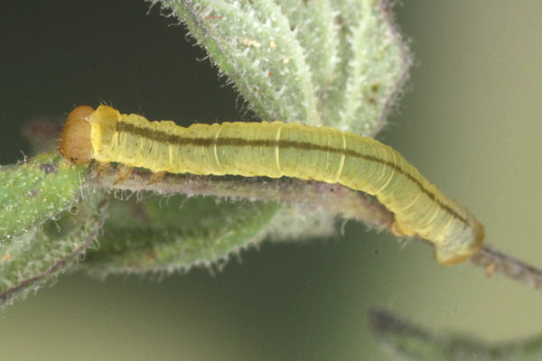 Eupithecia thalictrata: Bild 40