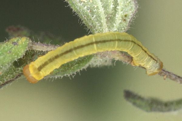 Eupithecia thalictrata: Bild 41