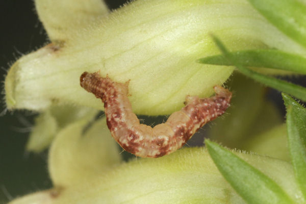 Eupithecia pyreneata: Bild 49