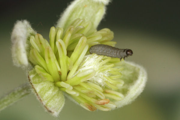 Eupithecia haworthiata: Bild 16