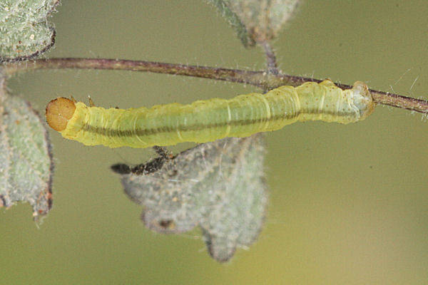 Eupithecia thalictrata: Bild 45