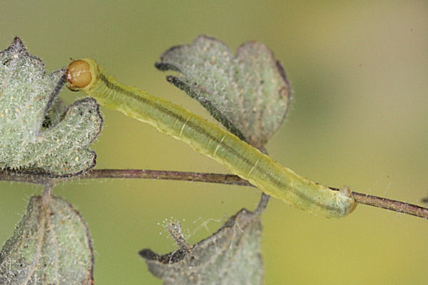 Eupithecia thalictrata: Bild 47