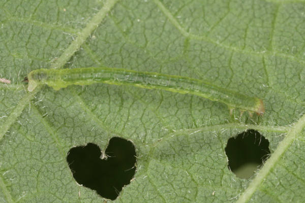 Mesoleuca albicillata: Bild 12
