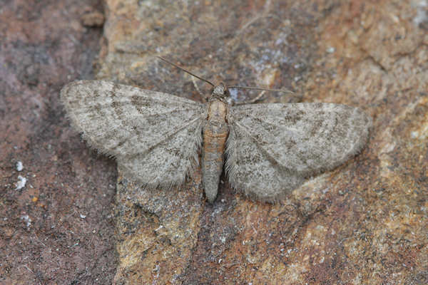 Eupithecia haworthiata: Bild 7