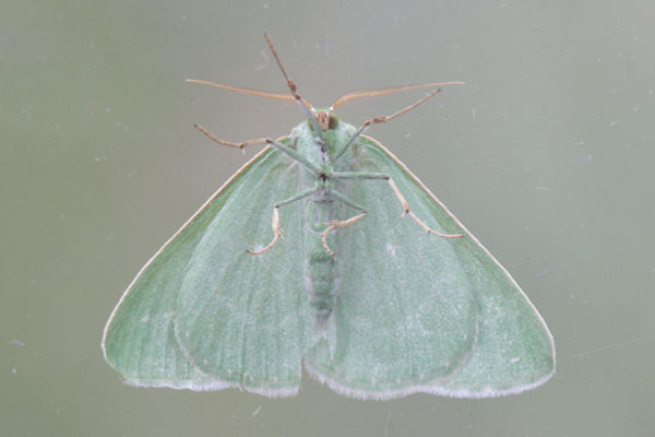 Antonechloris smaragdaria: Bild 13