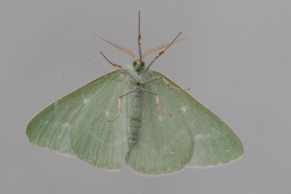 Antonechloris smaragdaria: Bild 14