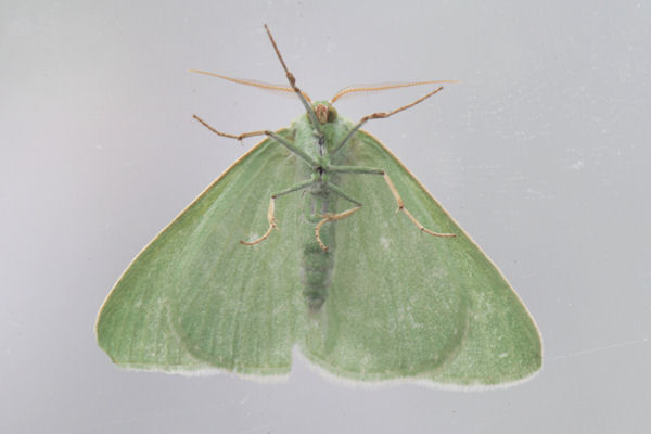 Antonechloris smaragdaria: Bild 15