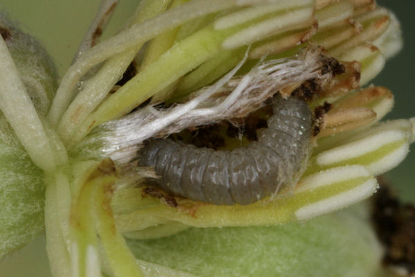 Eupithecia haworthiata: Bild 28