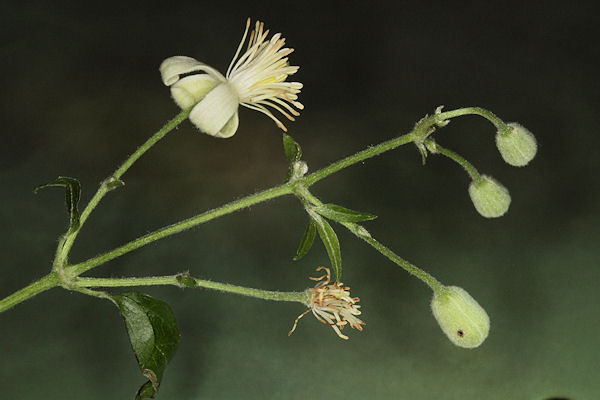 Eupithecia haworthiata: Bild 43