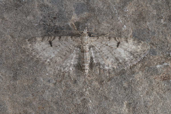 Eupithecia distinctaria: Bild 22