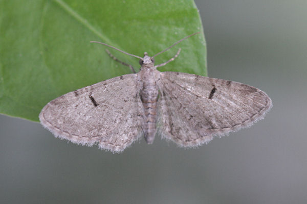 Eupithecia extraversaria: Bild 6