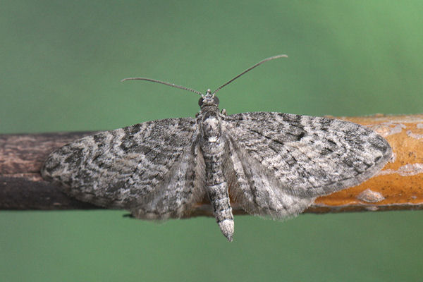 Eupithecia lariciata: Bild 15