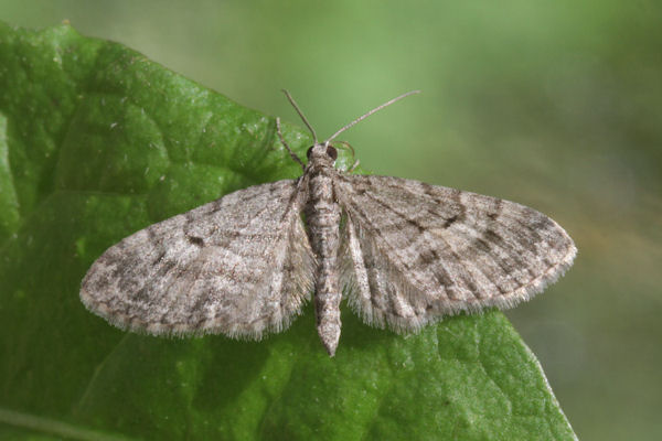 Eupithecia lariciata: Bild 16