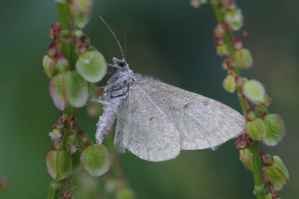 Eupithecia satyrata: Bild 32