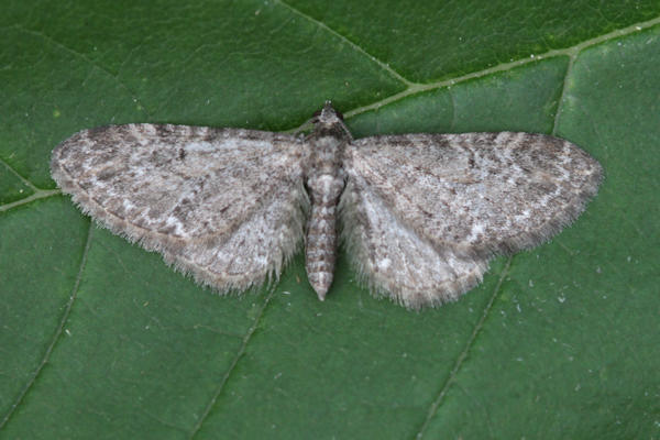 Eupithecia vulgata: Bild 12