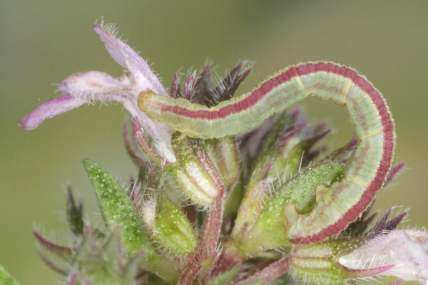 Eupithecia distinctaria: Bild 39