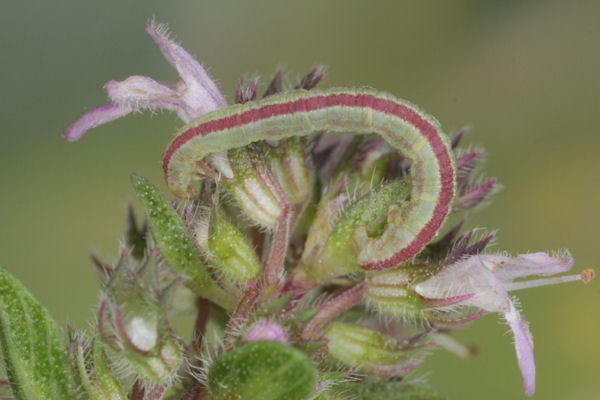 Eupithecia distinctaria: Bild 41