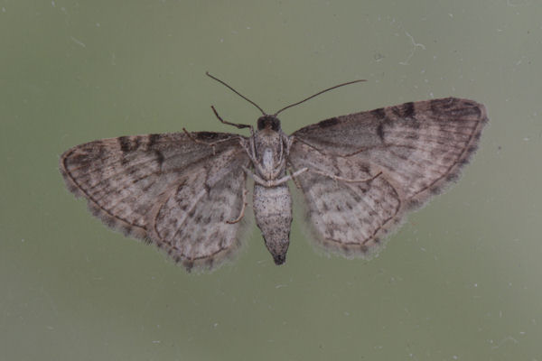 Eupithecia subfuscata: Bild 62