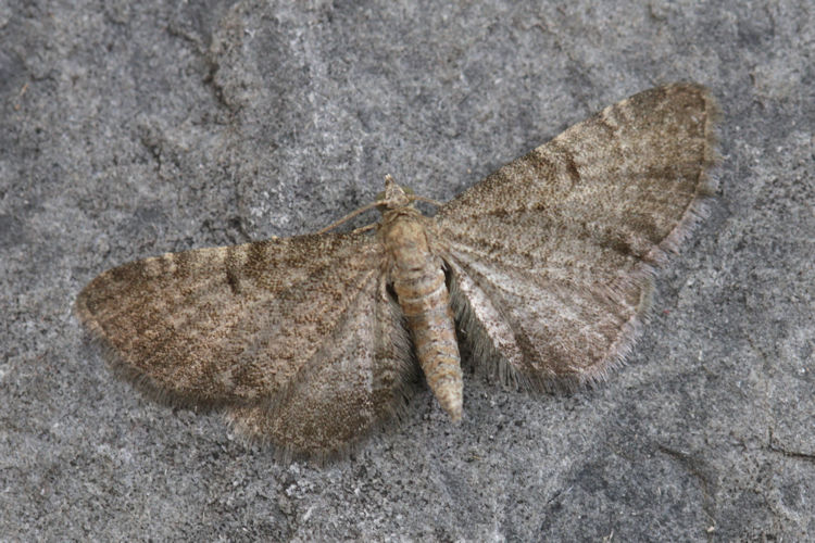 Eupithecia plumbeolata: Bild 1