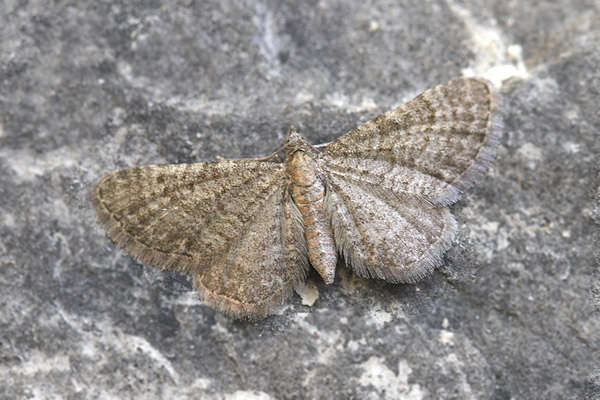 Eupithecia plumbeolata: Bild 6