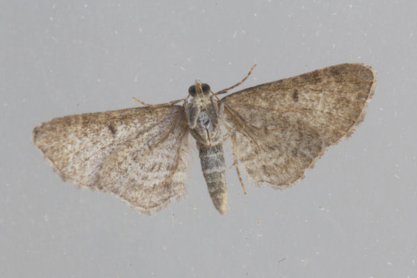 Eupithecia plumbeolata: Bild 8