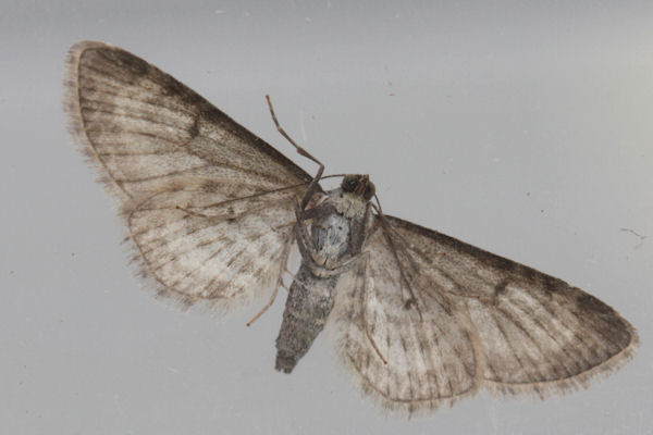 Eupithecia satyrata: Bild 33