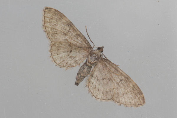 Eupithecia satyrata: Bild 34