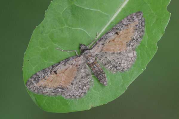 Eupithecia icterata: Bild 23
